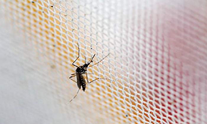 Mosquito