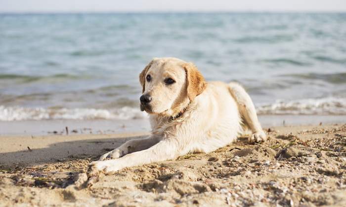perro-virus.jpg