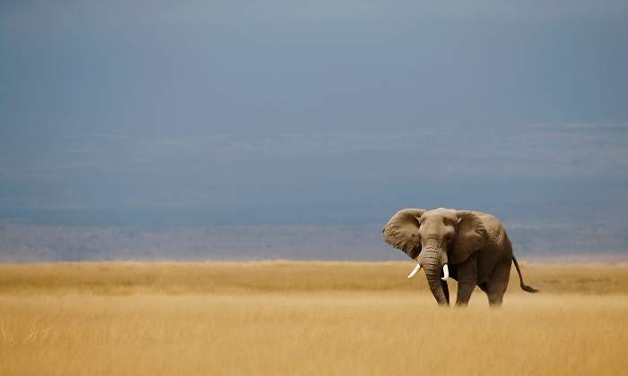 elefante-reuters.jpg