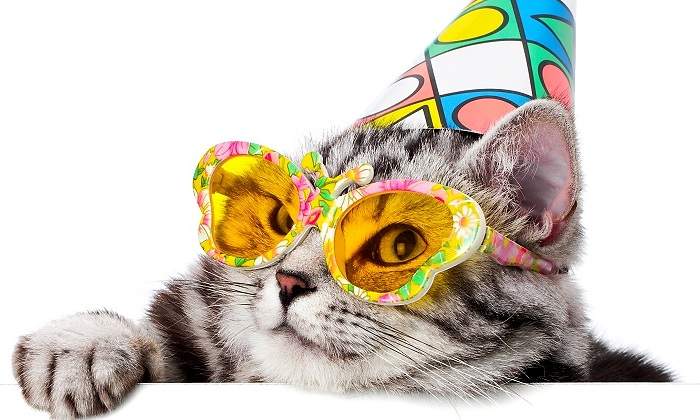 Gato-con-gafas-y-gorro-de-fiesta.jpg