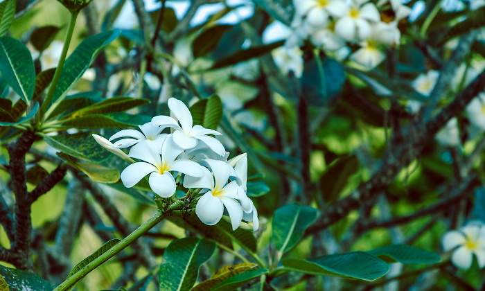flor-tiare.jpg
