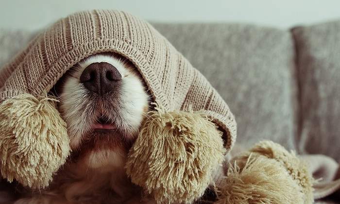 Perro-con-una-manta-marron-en-la-cabeza-iStock.jpg
