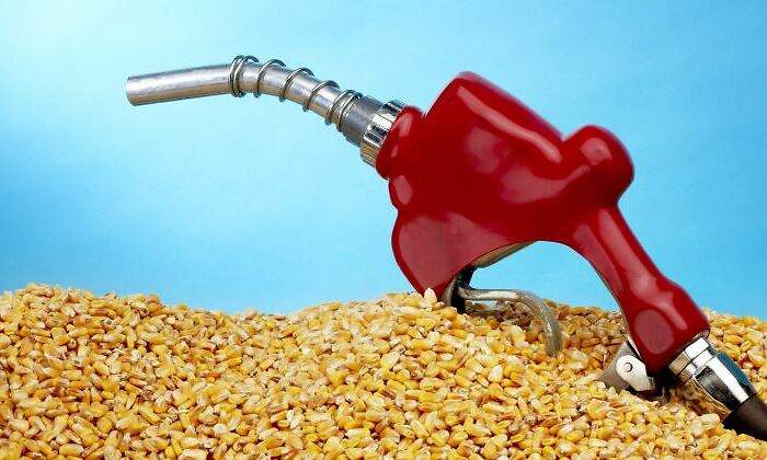 combustible-biodiesel-maiz-770-dreamstime.jpg