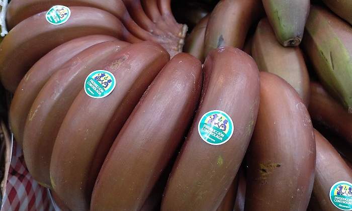 Platano-Rojo-APC-3.jpg