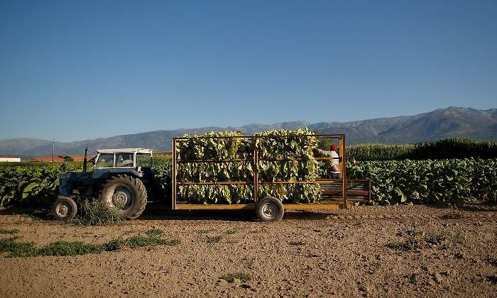 tabaco-extremadura.jpg