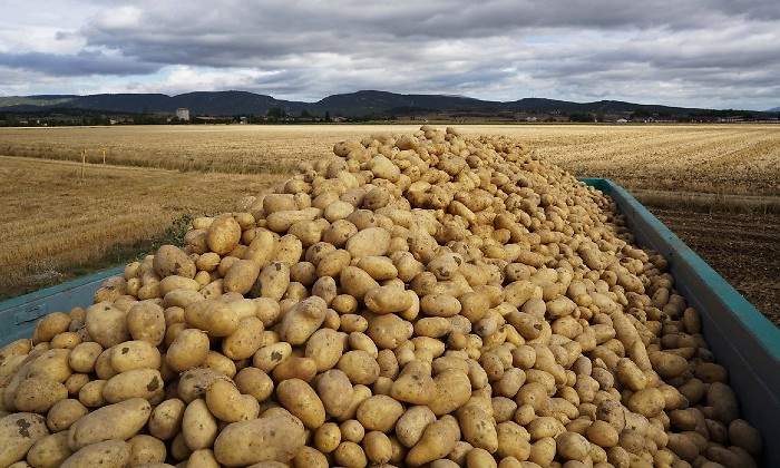 patatas-en-campo-1.jpg