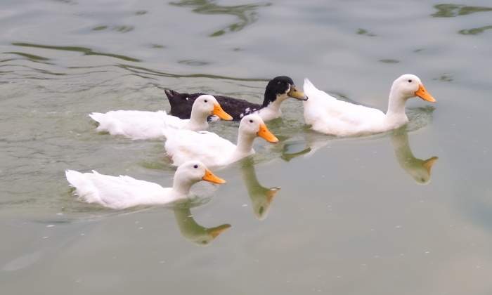 patito-feo-dreamstime-770x420.jpg