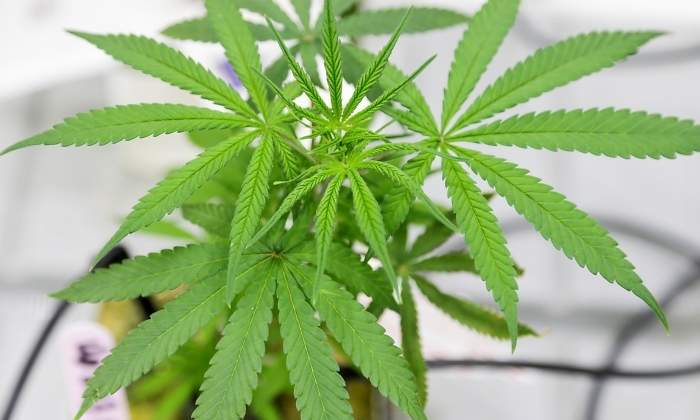 marihuana-canada-reuters-3.jpg