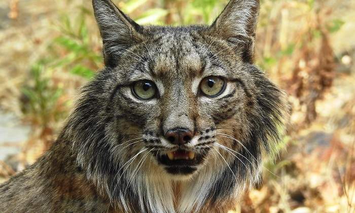 lince-iberico-dreams.jpg