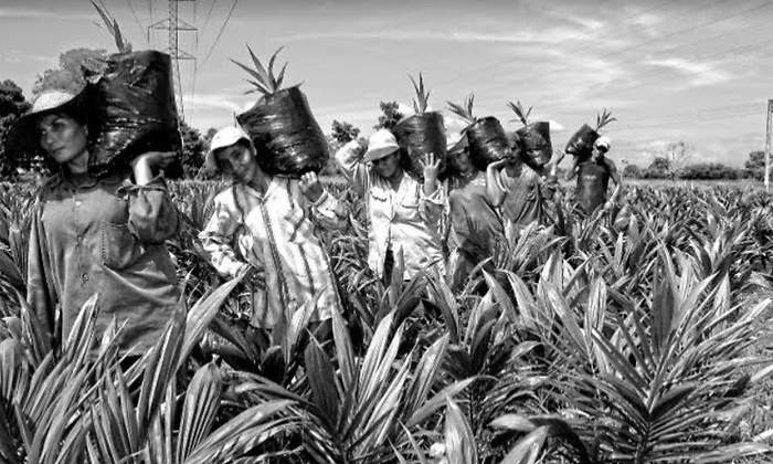 foto palmera 1