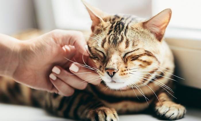 Un-gato-siendo-acariciado-iStock.jpg