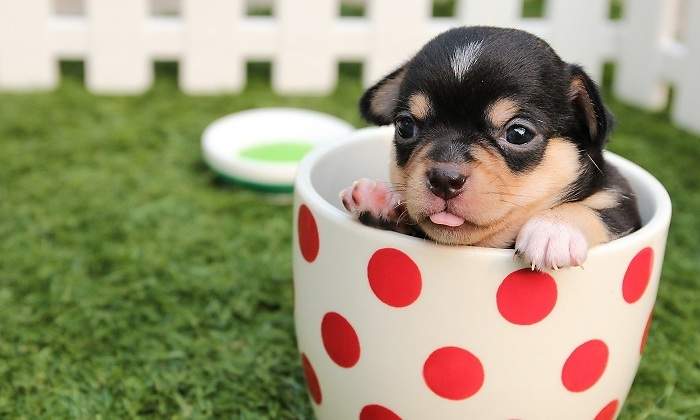 Perro-en-la-taza