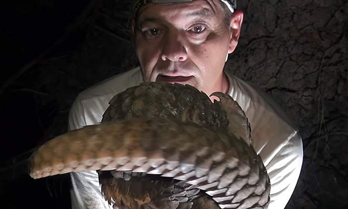 frank-pangolin-coronavirus.jpg