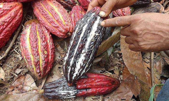 cacao770x420.jpg