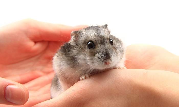 Un-hamster-de-color-gris-sobre-las-manos-de-una-persona-iStock.jpg