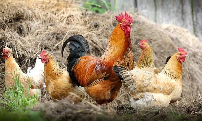 gripe-aviar-granjas-espana-gallinas-alerta-ep.jpg
