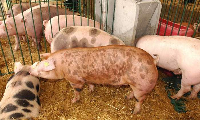 Porcino