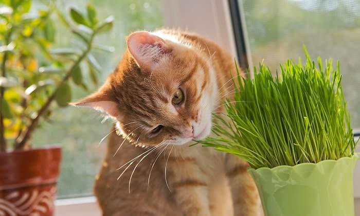 Gato-y-Florero-con-hierba-iStock.jpg