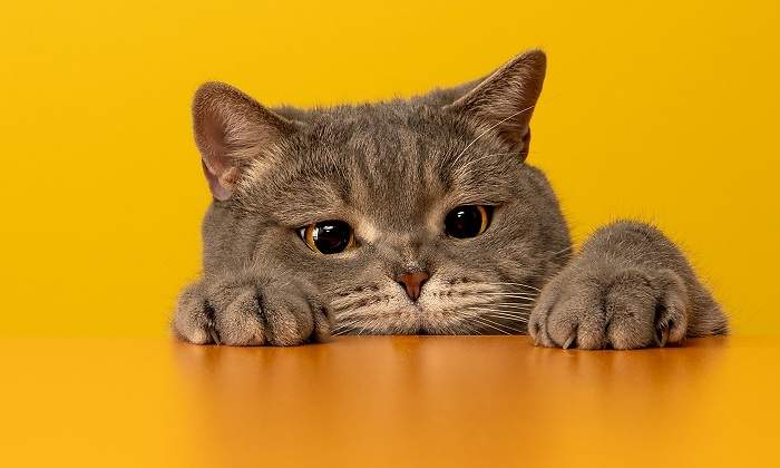 Un-gato-asomado-sobre-una-mesa-naranja-iStock.jpg