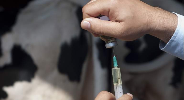 Un veterinario administra una dosis de medicamento al ganado