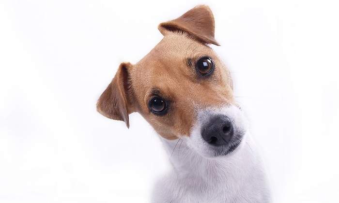 Un-perro-pequeno-con-la-cabeza-de-lado-iStock.jpg