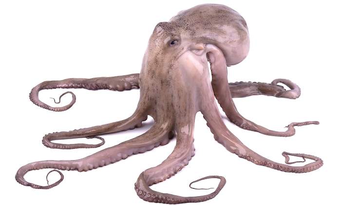 pulpo-fondoblanco.jpg