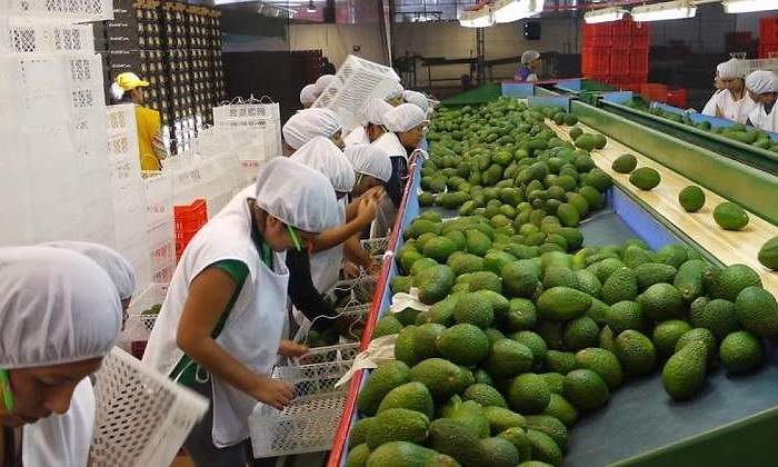 Agroexportaciones
