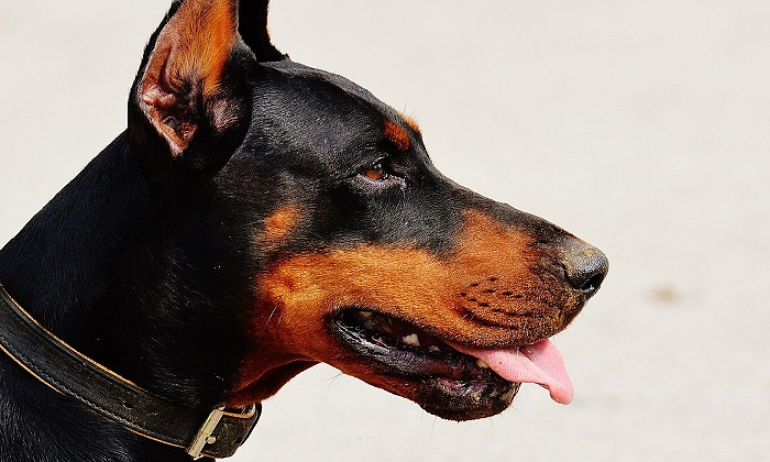 perro-doberman-foto-pixabay-770x420.png