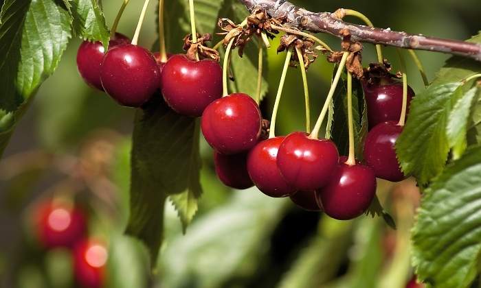 cerezas_agro_industria_alimentaria_chile_ee.jpg