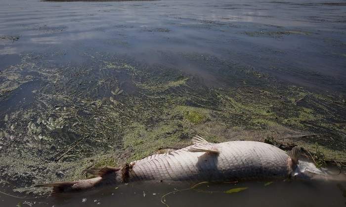 golfo-de-mexico-petroleo--muerte-reuters-770.jpg