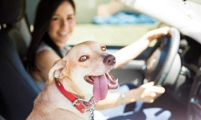 perro-coche-dreamsteam.jpg