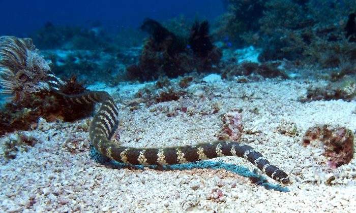 serpiente-marina-dreamstime.jpg