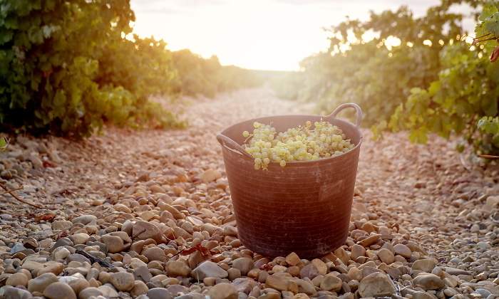 vino-ecologico-marques-de-riscal.jpg