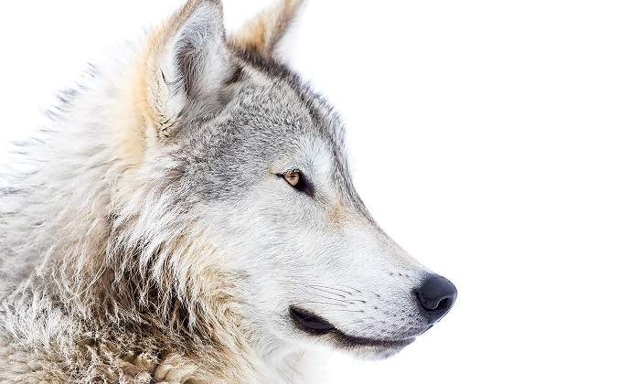 Un-lobo-blanco-mirando-hacia-la-derecha-iStock.jpg