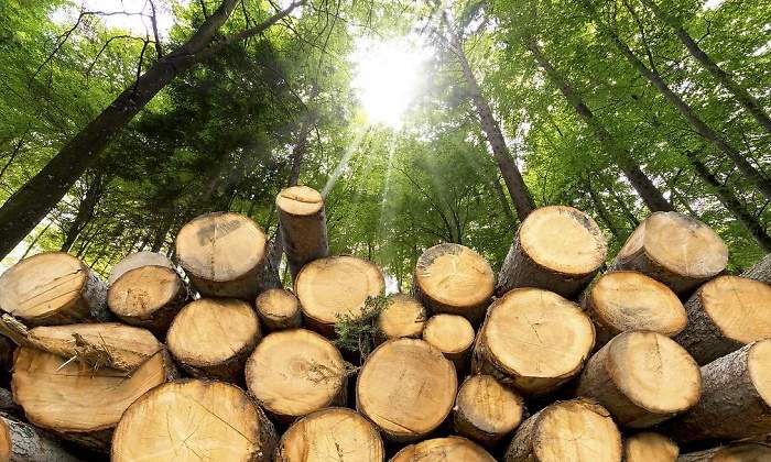 770x420_Madera.jpg