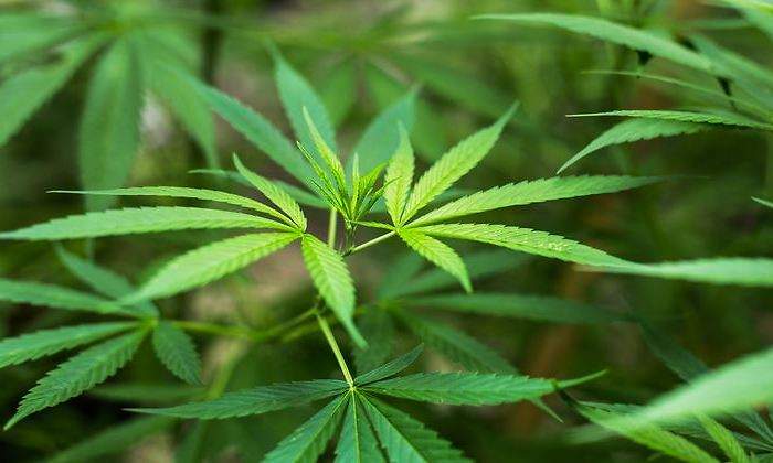 marihuana-planta-770-dreamstime.jpg
