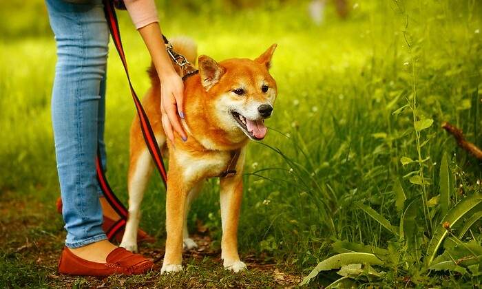 shiba-inu-dreamstime.jpg