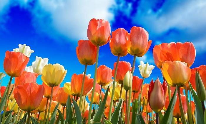 primavera-tulipan-flor-pixabay-770x420.jpg