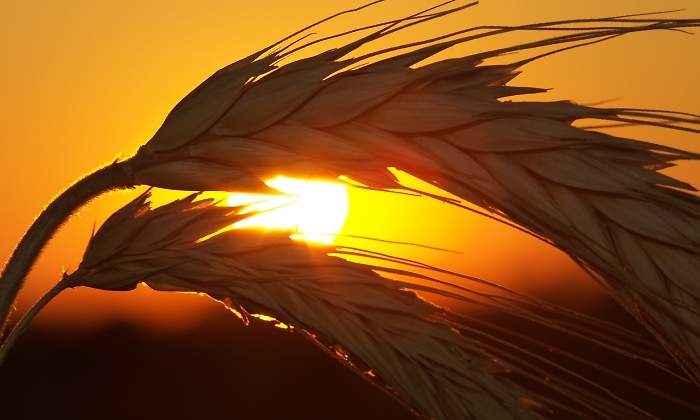 pan-agricultura-dreamstime.jpg