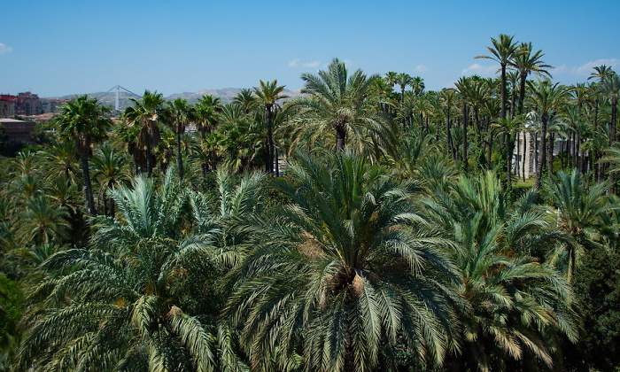 palmeral-elche-unesco.jpg