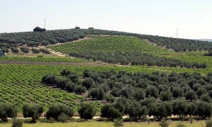 campos-mediterraneos.jpg