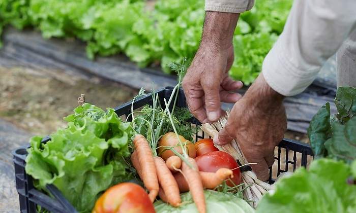 alimentos-ecologicos.jpg