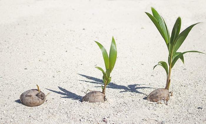 Semilla-en-diferentes-fases-de-crecimiento-iStock.jpg