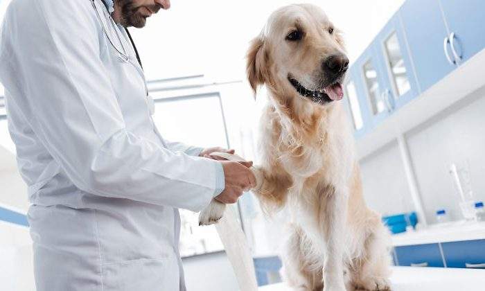 lesionan-perros-gatos-opiaceos-epidemia-ee.jpg