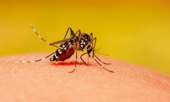 mosquito-olor.jpg