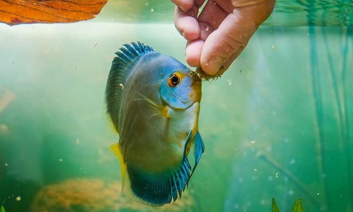 Persona-alimentando-con-la-mano-a-un-pez-iStock.jpg