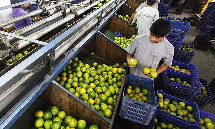 Agroexportacin