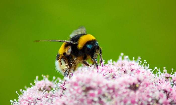 veneno-abeja-cura-pieles-atopicas.jpg