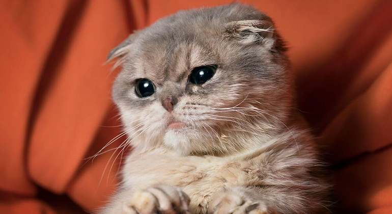 Scottish Fold