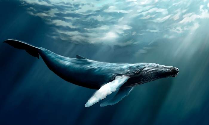 ballena-770.jpg